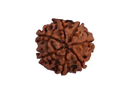 7 Mukhi Rudraksha