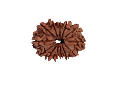 13 Mukhi Rudraksha