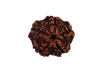 6 Mukhi Rudraksha