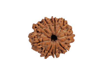 10 Mukhi Rudraksha