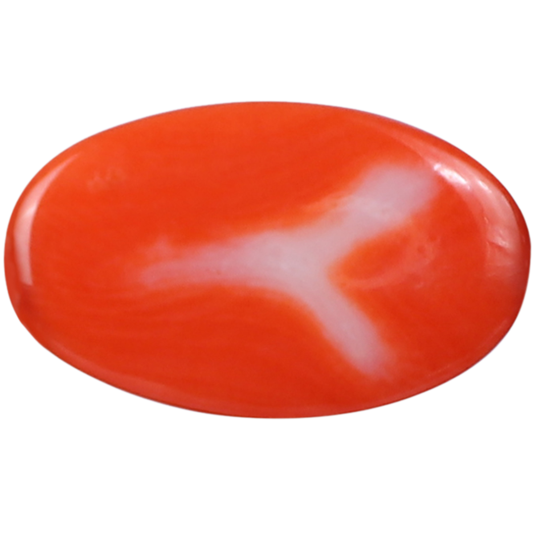 Japanese Red Coral